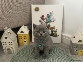 British Shorthair cats 🏆💫1 BOY LEFT BSH GCCF REGISTERED 💫🏆 - Advert 13