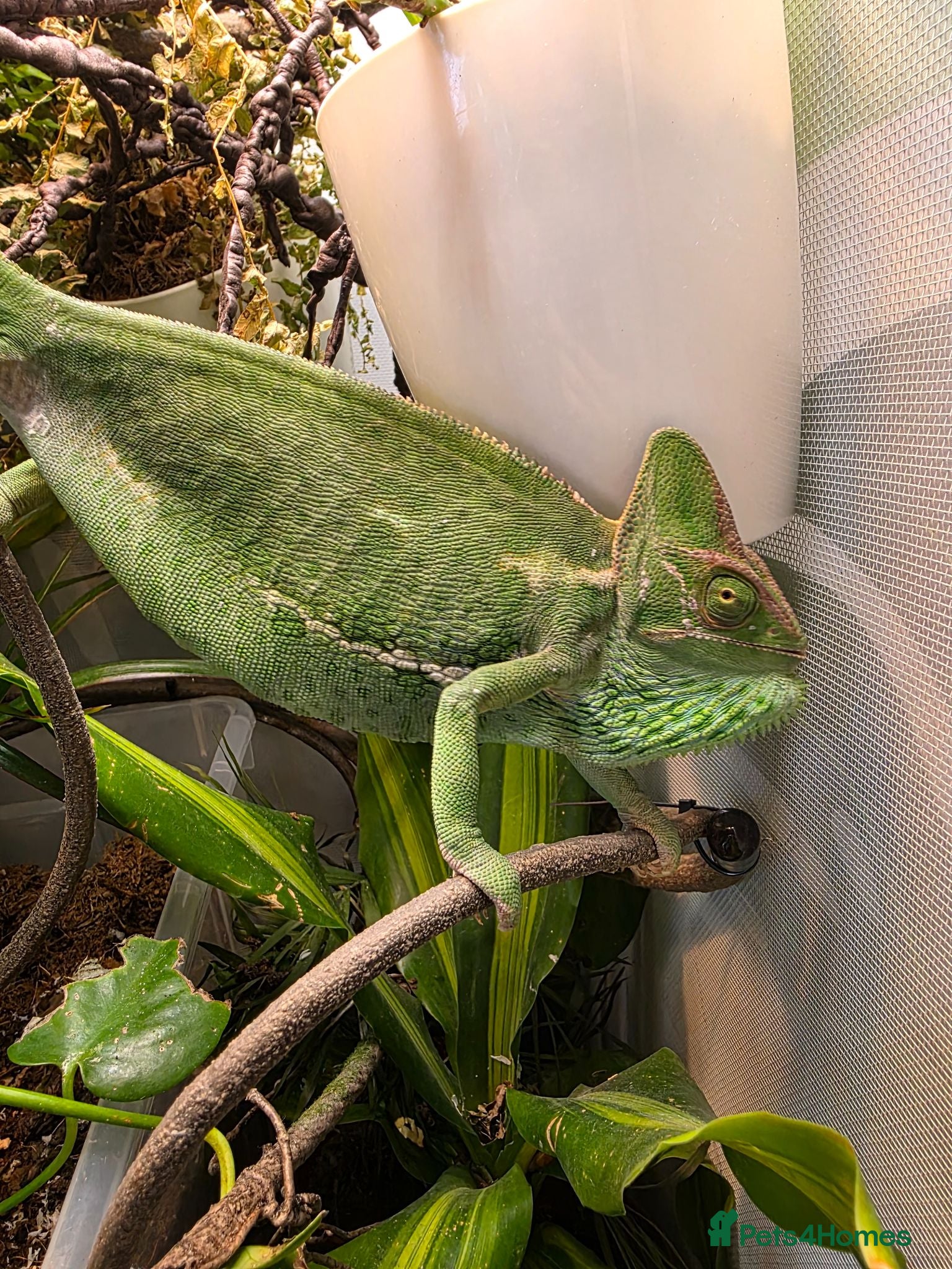 Chameleon reptiles  female yemen chameleon full setup - Advert 6