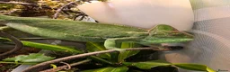 Chameleon reptiles for sale: Male and female yemen chameleon  - Advert 4