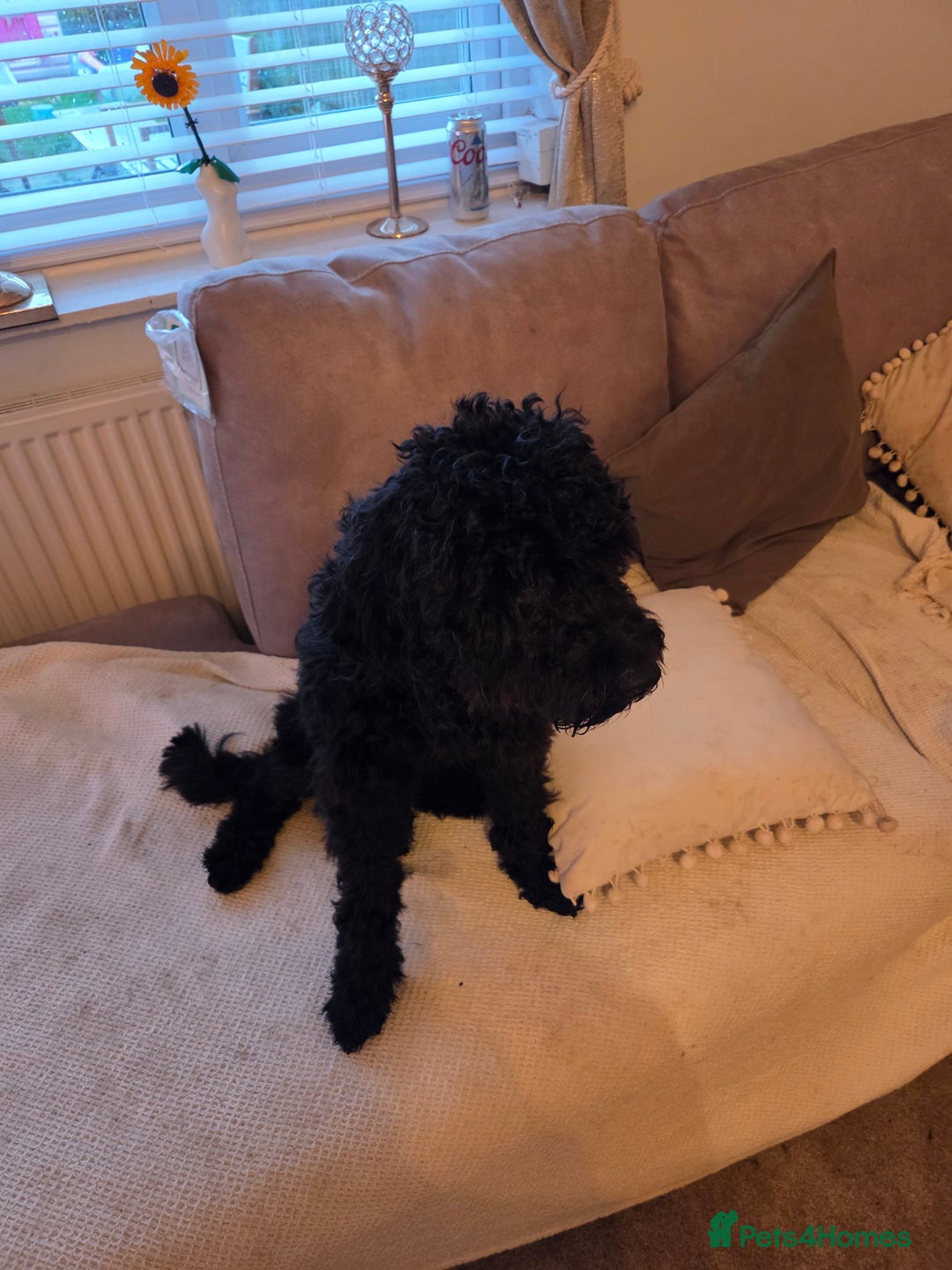 Mixed Breed dogs for sale: 10 month old cocker schnoodle - Image 2