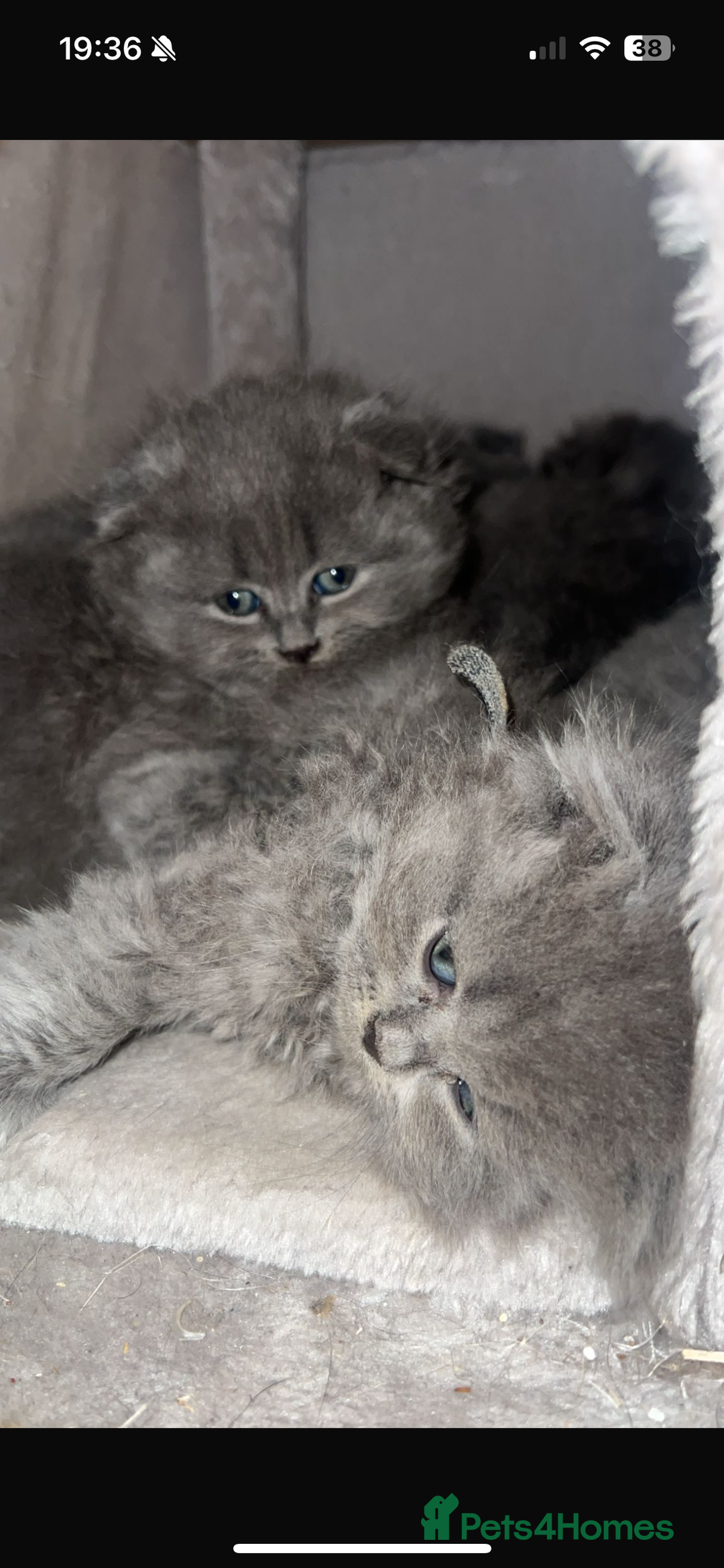 Scottish Fold cats for sale: 6 beautiful Scottish fold kittens - Advert 4