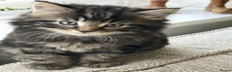 Domestic Shorthair cats for sale: Kittens mixed  - Advert 11