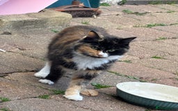 Mixed Breed cats for sale: two boys and a girl - Image 18