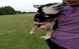 Japanese Shiba Inu dogs for sale: Two super female Japanese shiba inu  - Image 2