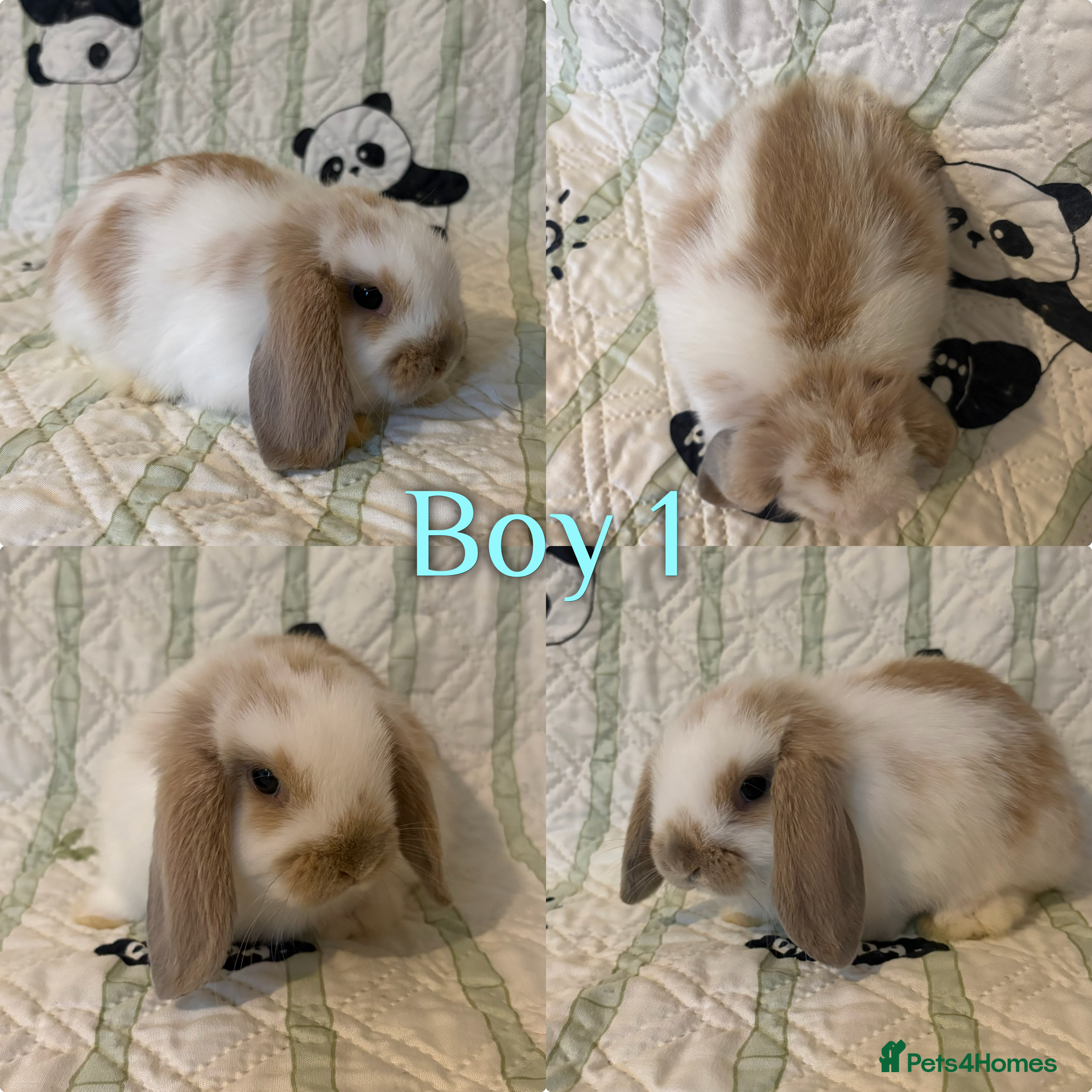 Mini Lop rabbits Baby Mini Lops  - Advert 1