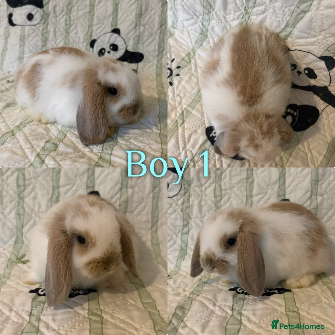 Mini Lop rabbits for sale: Baby Mini Lops  - Advert 1