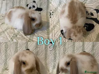 Mini Lop rabbits Baby Mini Lops - Advert 1