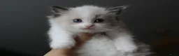 Ragdoll cats for sale: ACTIVE Bicolor Registered Ragdoll kittens - Advert 16