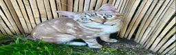 Bengal cats for sale: Bengal (75%), 9 months old, neutered, for sale. in Saltash - Advert 2
