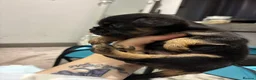 Mixed Breed dogs for sale: griffon cross Chihuahua puppies in Darlington - Advert 10