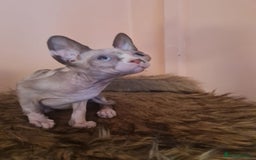 Sphynx cats for sale: Sphynx girl kitten for sale - Image 12