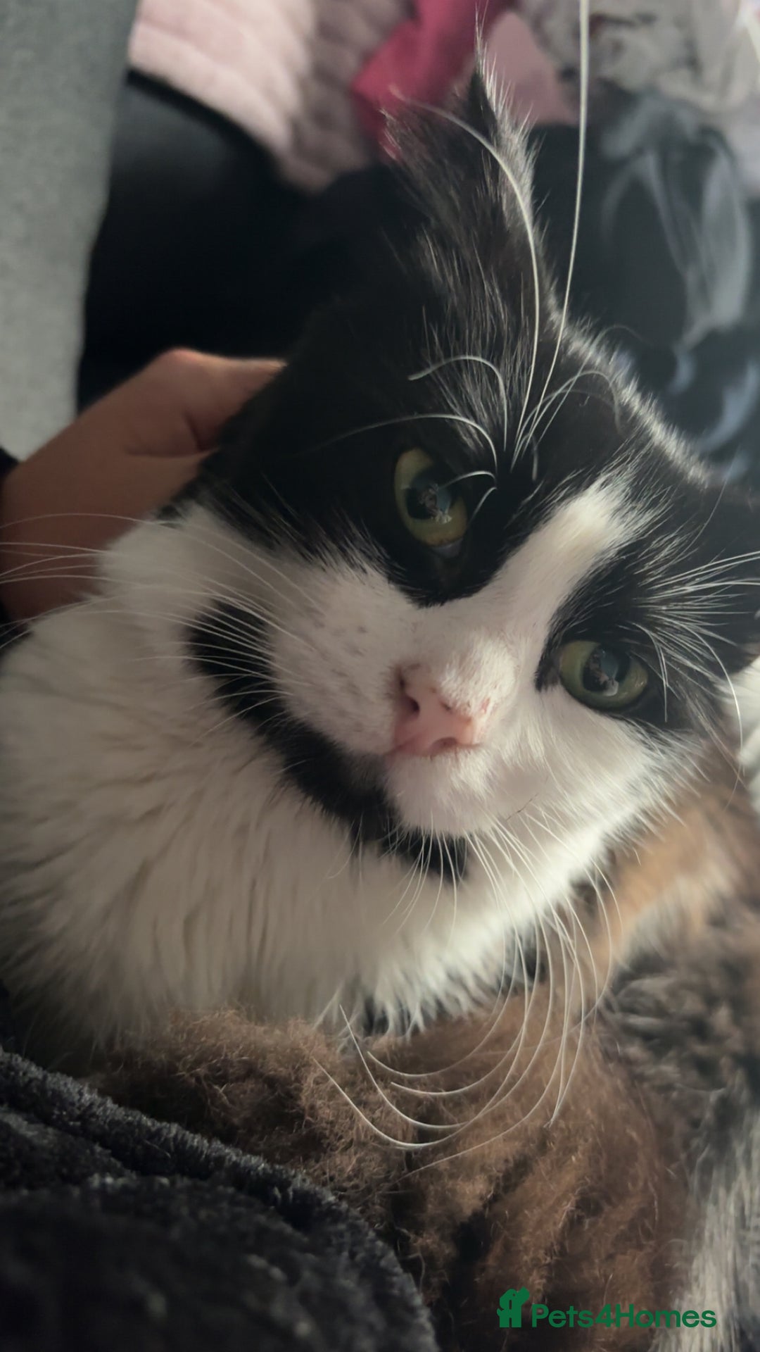 Mixed Breed cats for sale: Maine coon mixed male - Advert 3