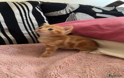 Domestic Shorthair cats for sale: 5 beautiful baby’s looking for forever homes - Image 1