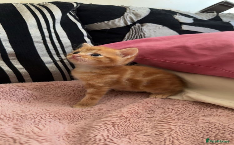 Domestic Shorthair cats - Advert 2