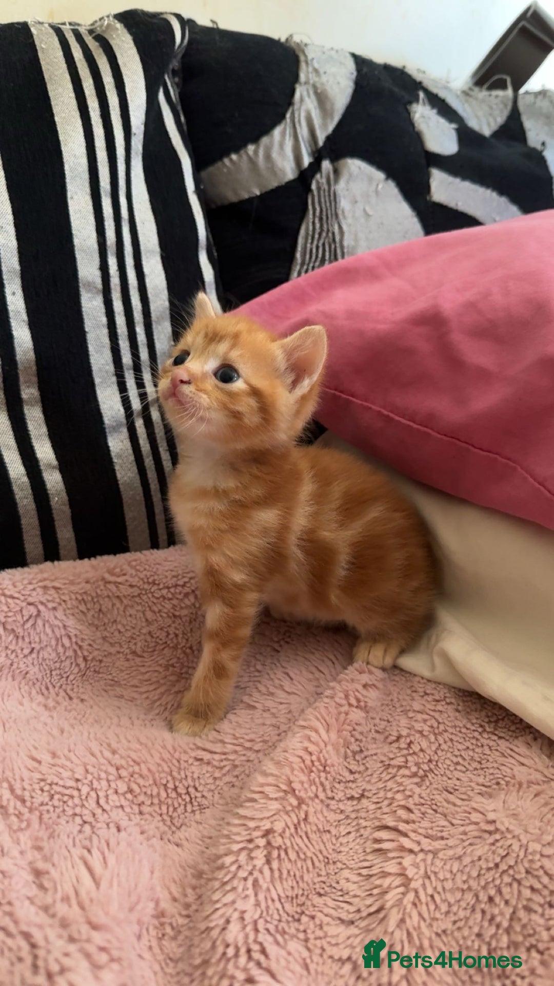 Domestic Shorthair cats for sale: 5 beautiful baby’s looking for forever homes - Image 1