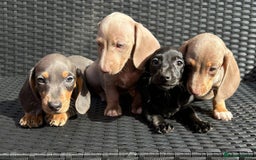 Dachshund dogs for sale: READY NOW MIX MINI DAXIS KC REG PRA CLR - Image 5