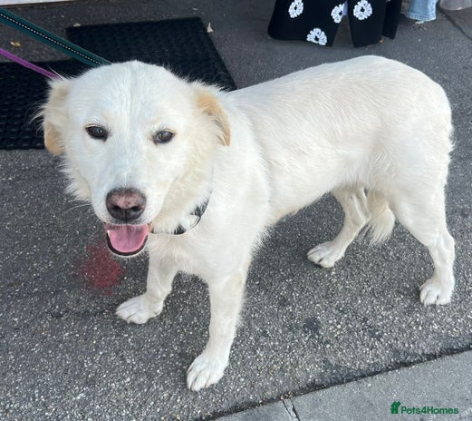 Superb “BLANCHE” needs a Loving Home