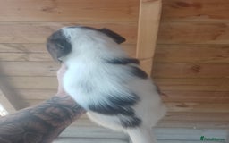 English Springer Spaniel dogs for sale: Beautiful litter of English springer spaniel pups - Image 12