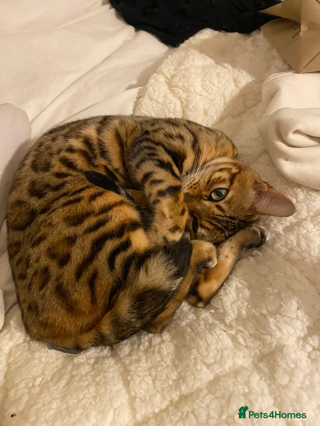 Bengal cats for sale: Sweet Bengal girl  - Advert 1