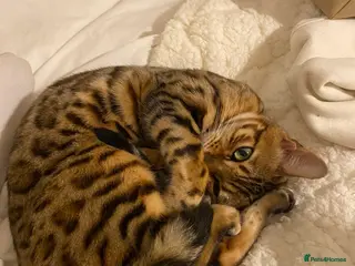 Bengal cats Sweet Bengal girl - Advert 1