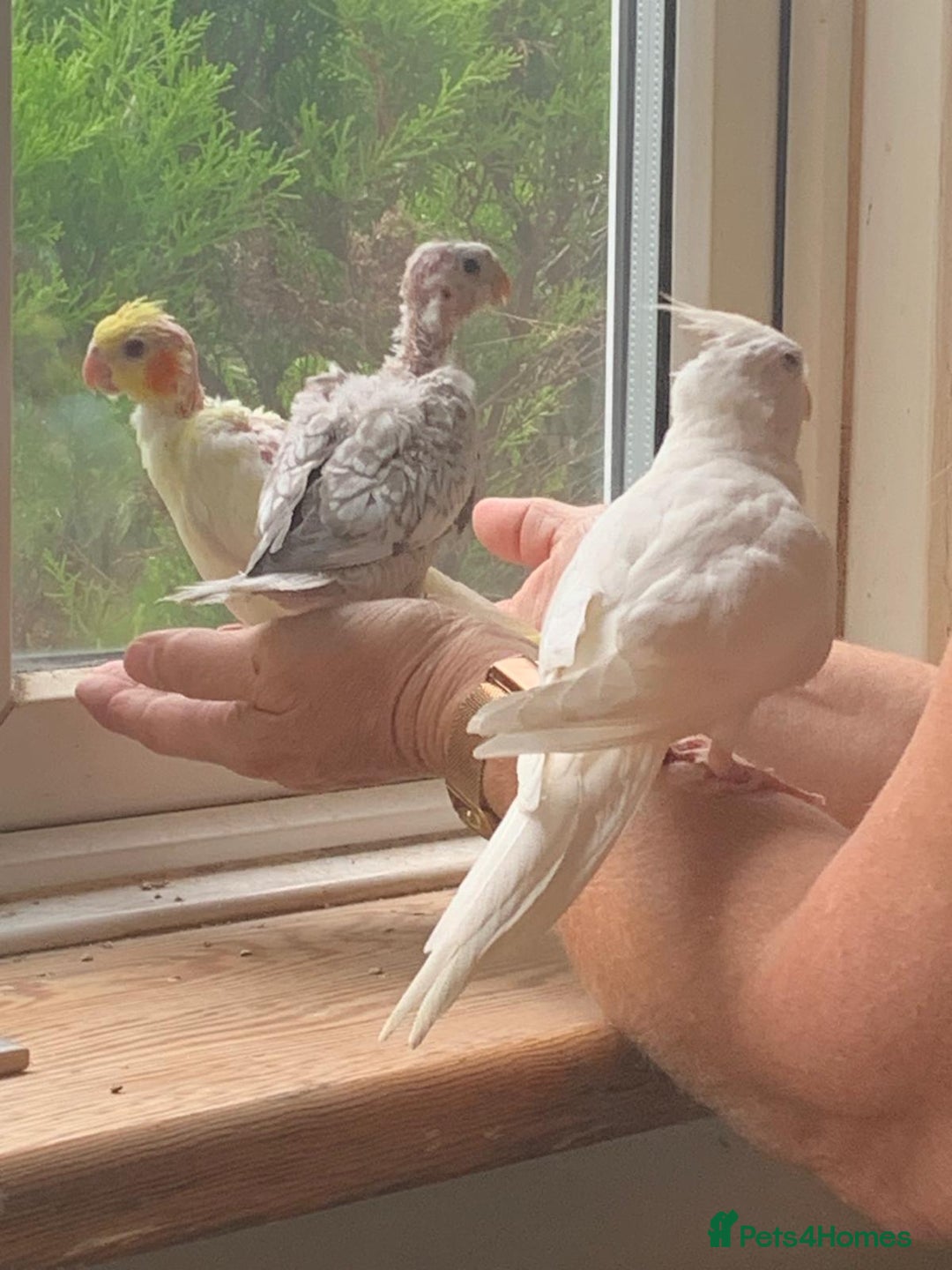 Cockatiels birds for sale: Gorgeous Baby Cockatiels  - Image 8