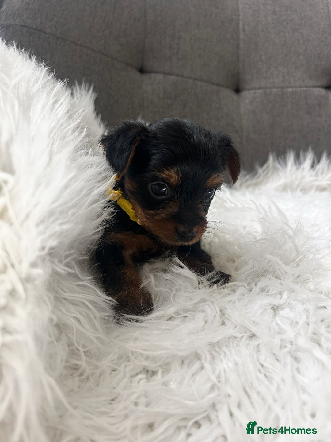 Yorkshire Terrier dogs for sale: Adorable Yorkshire Terrier Puppies✨ - Image 10