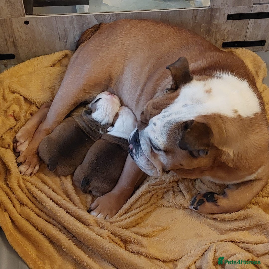 English Bulldog dogs for sale: English bulldog pups available 1/12/25 - Image 10