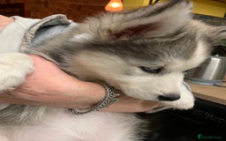Utonagan dogs for sale: Husky x malamute  - Image 23