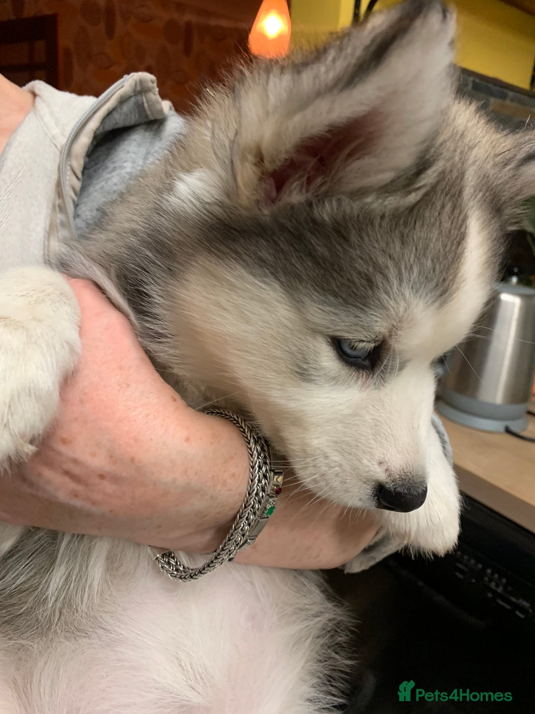 Utonagan dogs for sale: Husky x malamute  - Image 23