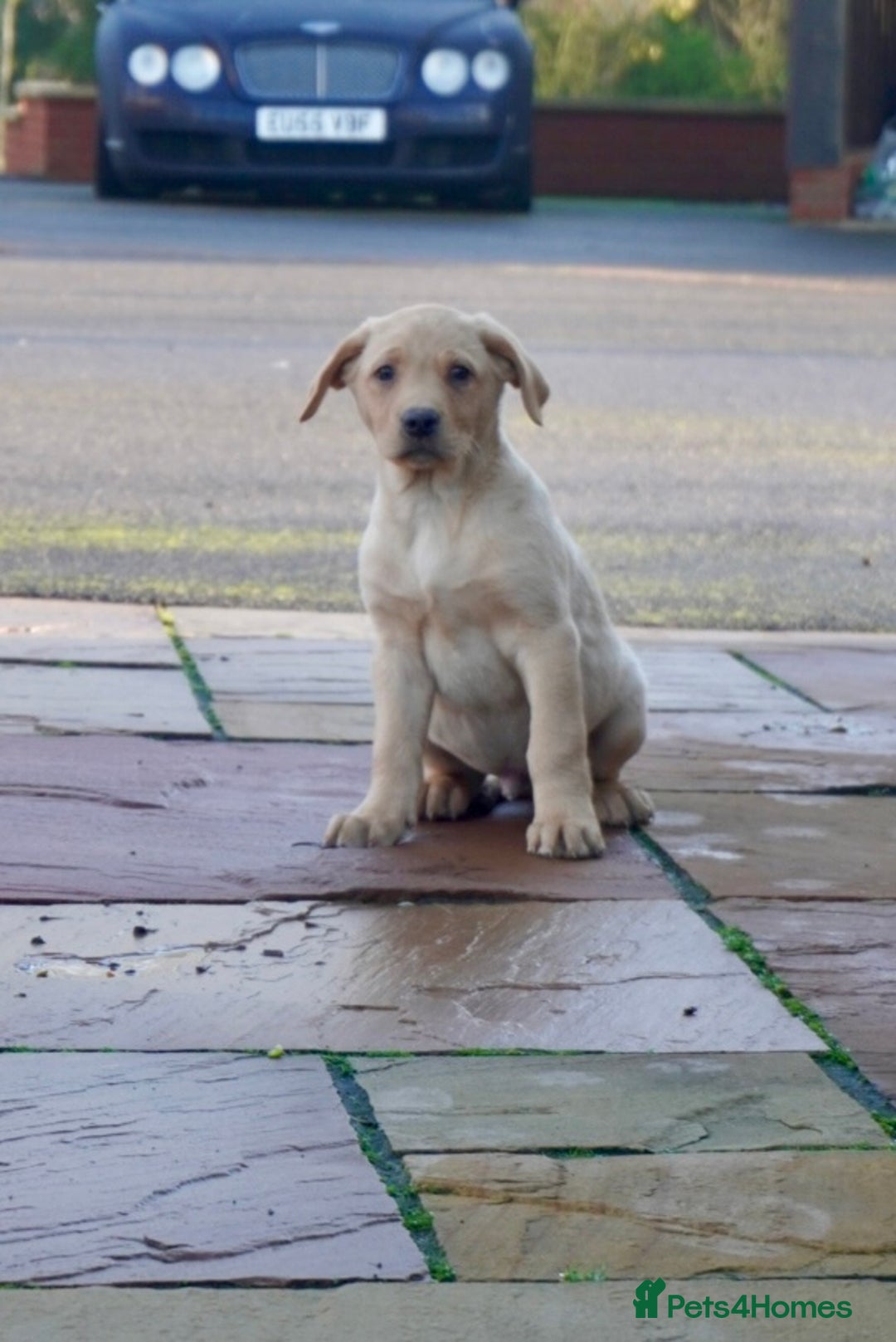 Labrador Retriever dogs for sale: Last Black Girl Available  - Advert 6