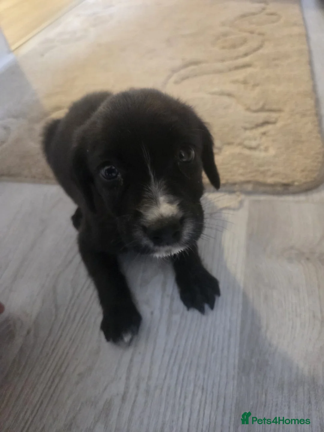 Cockapoo dogs for sale: Cockapoo - Advert 6