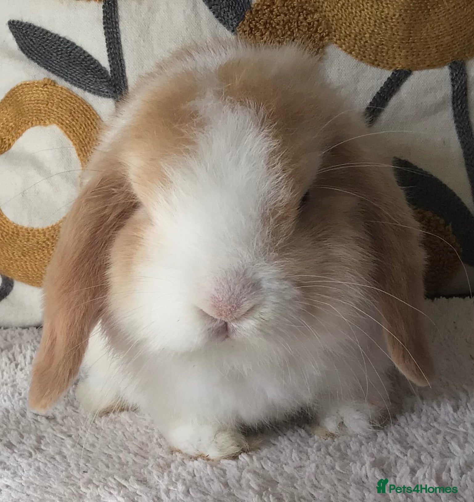 Mini Lop rabbits Mini lop chocolate harlie - Advert 1