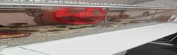 Hamster rodents for sale: Syrian hamster and cage in Sheffield - Advert 14