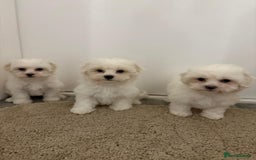 Maltipoo dogs for sale: Maltipoo puppies  - Image 7