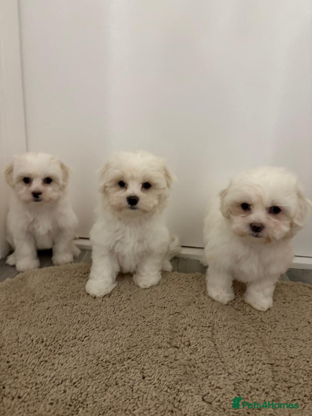Maltipoo dogs for sale: Maltipoo puppies  - Image 7