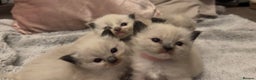 Ragdoll cats for sale: Dreamy Purebred Ragdoll Kittens - Advert 5