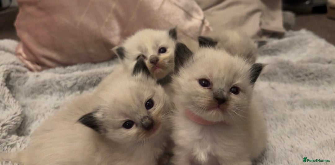 Ragdoll cats for sale: Dreamy Purebred Ragdoll Kittens - Advert 5