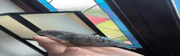 Budgerigars birds for sale: Budgies for sale - Advert 1