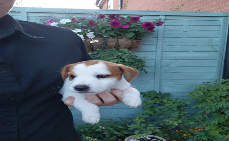 Jack Russell dogs - Advert 4