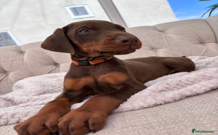Dobermann dogs - Advert 16