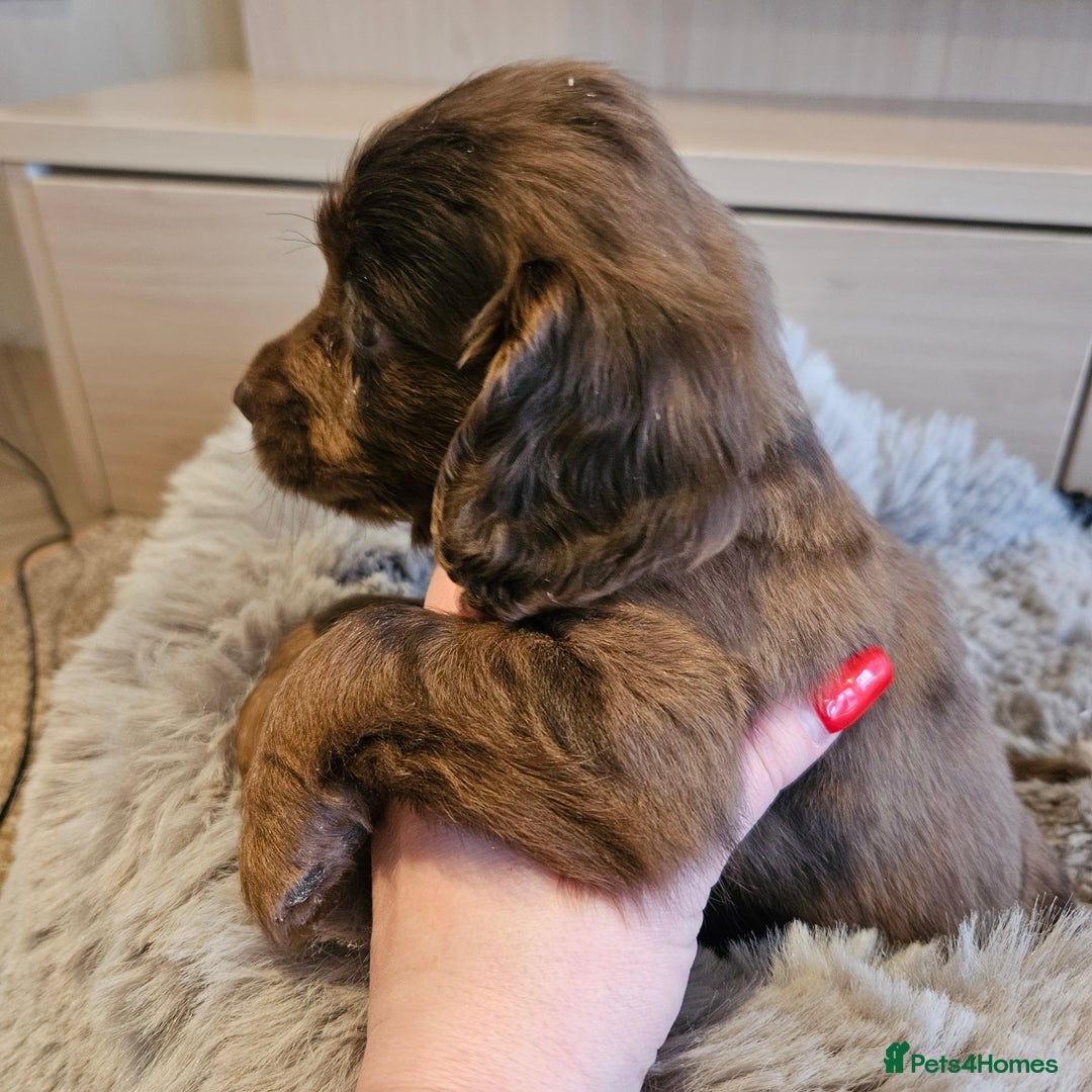 Cocker Spaniel dogs for sale: Rare Merle Working Type Cocker Spaniels - Advert 1