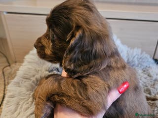 Cocker Spaniel dogs Rare Merle Working Type Cocker Spaniels - Advert 3