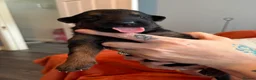 German Shepherd dogs for sale: German shepherd puppies only 4 left  - Advert 7