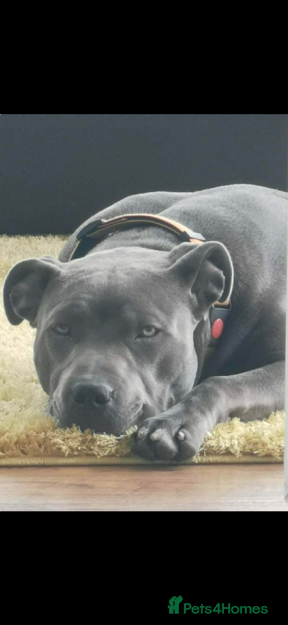 American Bull Staffy dogs blue staffy  - Advert 2