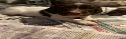 English Springer Spaniel dogs for sale: 1 Boy 1 Girl left out of this fantastic litter in Christchurch - Advert 4