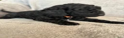 Sproodle dogs for sale: Sproodle puppies  - Advert 5