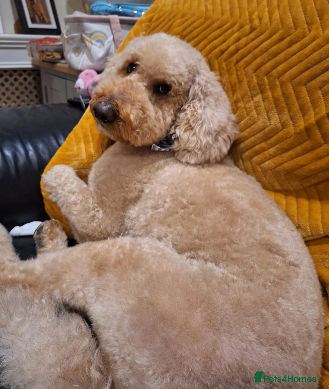 Goldendoodle dogs for sale: Waffles the Golden Doodle - Advert 2