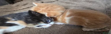 Ginger boy