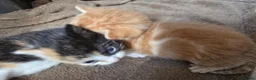 Mixed Breed cats for sale: Beautiful kittens avaliable  - Advert 2