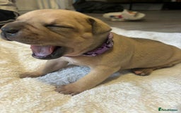 Mixed Breed dogs for sale: Beautiful pups with stunning markings  - Image 2